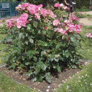 Bela - Park - grm vrtnice